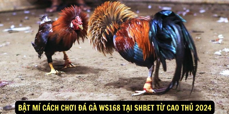 Bật Mí Cách Chơi Đá Gà WS168 Tại ShBet Từ Cao Thủ 2024