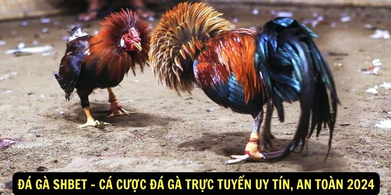 Đá gà Shbet - Cá cược đá gà trực tuyến uy tín, an toàn 2024