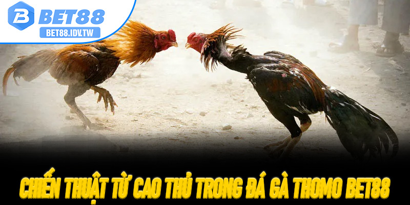 Chiến thuật từ cao thủ trong Đá Gà Thomo Bet88